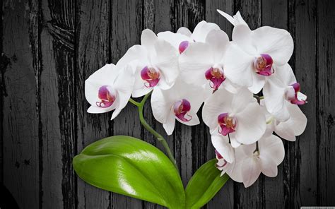 Orchid Flower 4k Wallpapers Wallpaper Cave