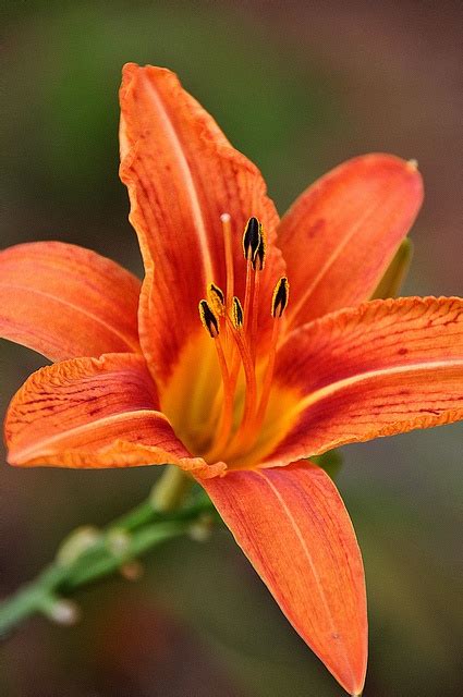 Dsc0975a Day Lilies Orange Lily Flower Flowers Photography