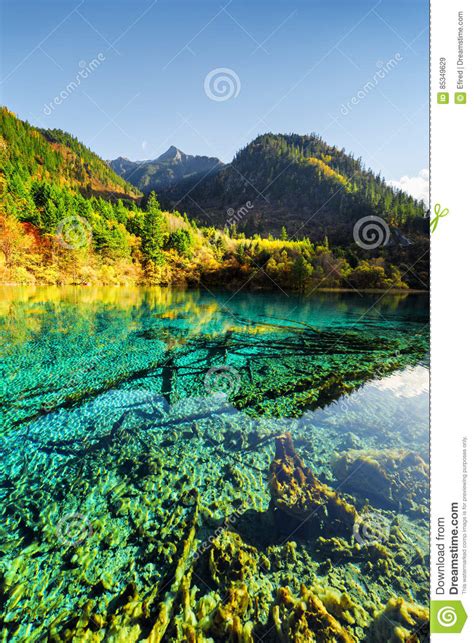 Submerged Tree Trunks In Crystal Water Of The Five Flower Lake Stock