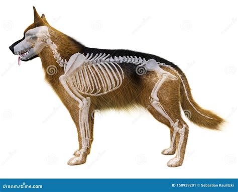 Dog Skeleton Canis Lupus Familiaris Anatomy Perspective View