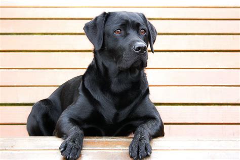 Are You Guilty Of Black Dog Syndrome The Dog People By