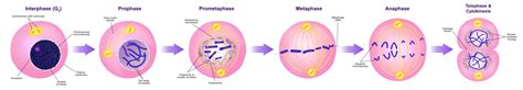 El Ciclo Celular Eucariota Principios De Biología Sg Web