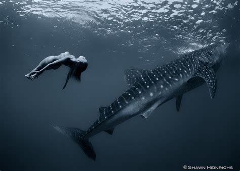 Whale Shark Fashion 20 Photography Shawn Heinrichs And Kristian