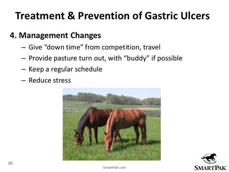 Smartpaks Understanding Equine Ulcers And Gastric Health