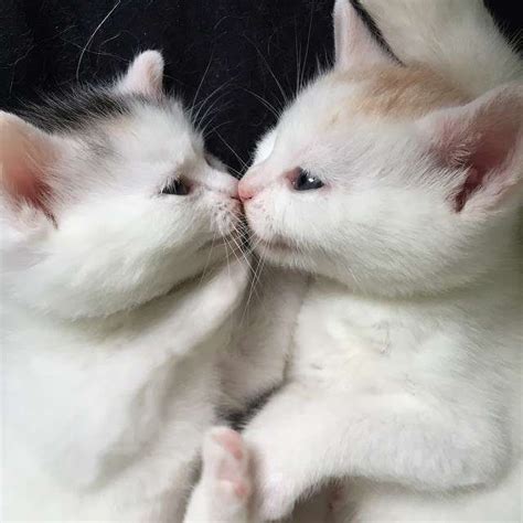 Kitty Kisses ☼ ♥for More Follow On Insta Love Ushi Or Pinterest Anam Siddiqui ♥ ☼ Cute Cats
