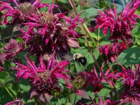 Check spelling or type a new query. Perennials For Pollinators