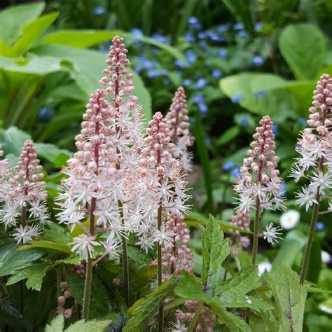 Tiarella Pink Skyrocket Foamflower Pink Skyrocket In Gardentags