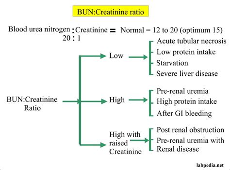 Blood Urea Nitrogencreatinine Ratio Buncreatinine Ratio