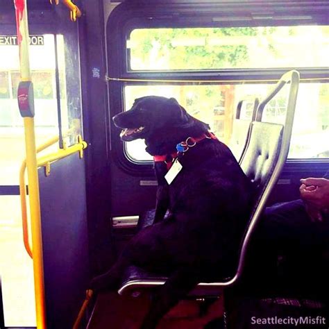 This Dog From Seattle Rides The Bus By Herself To Go To The Park