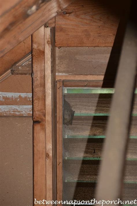 Keep Bats And Critters From Entering Attics With Screening With Images