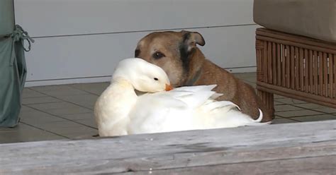 Dog And Duck Make For An Unlikely Friendship Cbs News