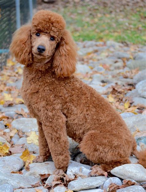 Goldendoodle Haircuts And Goldendoodle Grooming Timberidge Goldendoodles