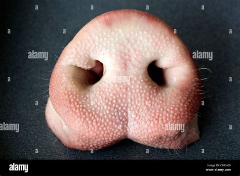 Pigs Nose Or Snout Stock Photo 40197037 Alamy
