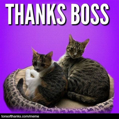 These thank you memes are something that will make you laugh. 51 Nice Thank You Memes With Cats | Thank you memes, Memes ...