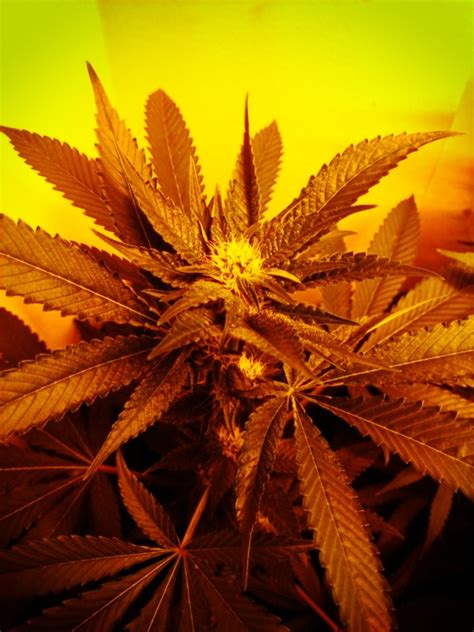 Prospero's Grow Week 8: Flushing Cannabis Plants, Raising Grow Light