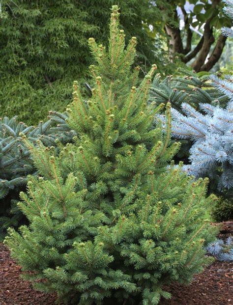 Picea Glauca North Star Upright Narrow White Spruce Kigi Nursery