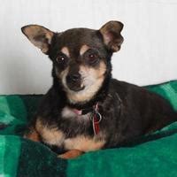 The oregon humane society is the oldest and largest humane society in the pacific northwest, finding homes for more than 11,000 animals a year. Southern Oregon Humane Society in Medford, Oregon