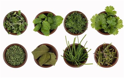 Premium Photo Herbs Used In Cooking
