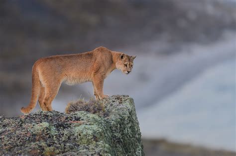 Cougar Hd Animals 4k Wallpapers Images Backgrounds Photos And Pictures