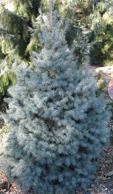 Picea Pungens Sester Dwarf Sester Dwarf Blue Spruce Diggin It Nursery