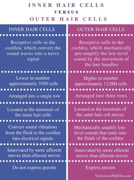 Difference Between Inner And Outer Hair Cells Pediaacom