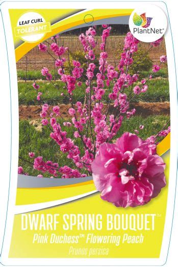 Peach Dwarf Flowering Pink Duchess™ Jft Nurseries
