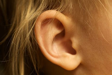 Ear Mites In Humans Causes Symptoms Treatment Prevention More