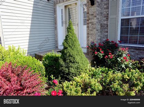 Buy your alberta spruce online today. Dwarf Alberta Spruce Image & Photo (Free Trial) | Bigstock