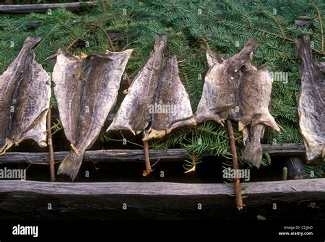 Drying Codfish Salted Fish Salted Food Food Preservation Acadian