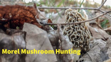 Morel Mushroom Hunting Round 2 Youtube