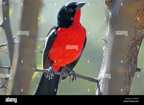Laniarius Atrococcineus Crimson Breasted Shrike A Bird Of The Drier