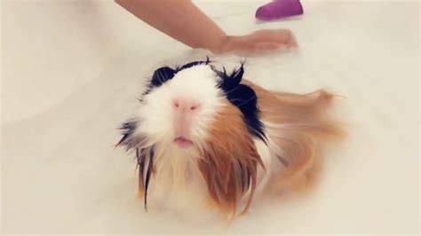 Guinea Pig Bath 🐥 Youtube