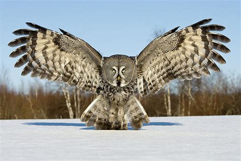 Hd Wallpaper Birds Owl Snow Cold Temperature Winter Flying
