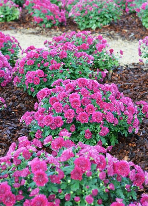 Chrysanthemum Adiva Purple Belgian Mum Eberts Greenhouse