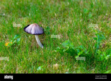 Ink Mushroom On Green Grass In Dew Drops Beautiful Autumn Mushroom