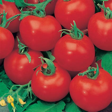 Tomato Grafted Standard Shirley Plants From Mr