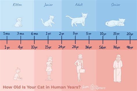 A tiny mouse has a short lifespan, a rabbit somewhat longer and a dog between 7 and 20 years depending on its breed or size, its activity, or both. How Old Is Your Cat in Human Years?