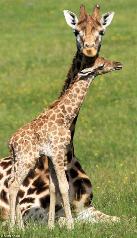 Pin By Laura On Animals Baby Giraffe Giraffe Giraffe Pictures