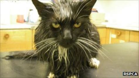 Portsmouth Man Sentenced For Microwaving Pet Cat Bbc News