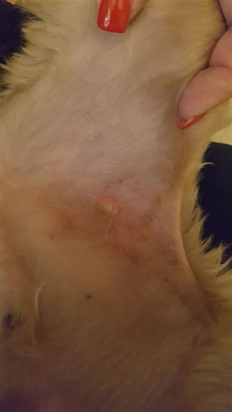 Bumps On Puppy Belly Petmd
