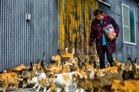 Conoce Aoshima La Isla Gobernada Por Los Gatos En Japón Video