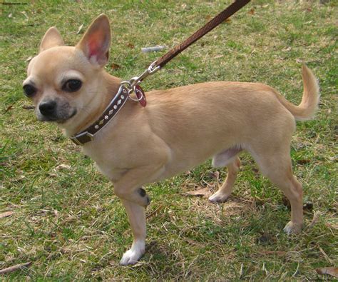 Chihuahua Puppies Rescue Pictures Information Temperament