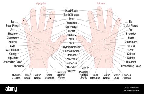 Hand Reflexology Zone Massage Chart With Areas And Names Of The Corresponding Internal Organs