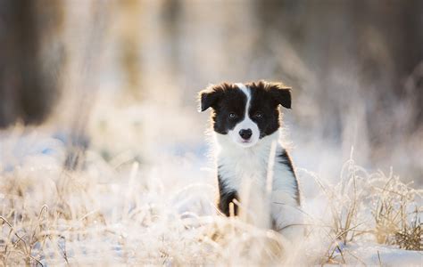 Download Blur Sunny Baby Animal Puppy Dog Animal Border Collie Hd Wallpaper