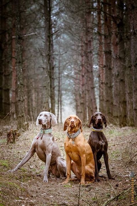 Lancaster puppies advertises puppies for sale in pa, as well as ohio, indiana, new york and other states. beautiful ~ weimaraner, vizsla, and german shorthair pointer