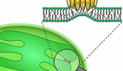 How are thylakoid membranes shaped and maintained? – Atlas of Science