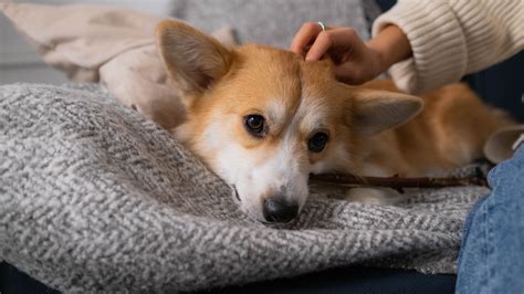 How Can I Treat Dog Dandruff Pettable Esa Experts