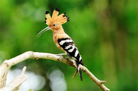 40 National Birds Of Different Countries And Their