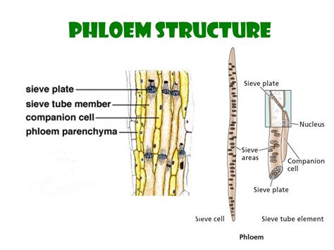 Maybe you would like to learn more about one of these? Differences between plant and animal cells - Overall Science