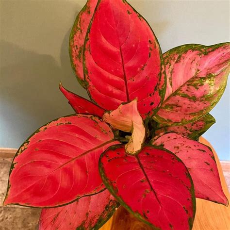 Types Of Aglaonema And How To Treat It Need To Know Newsy Today